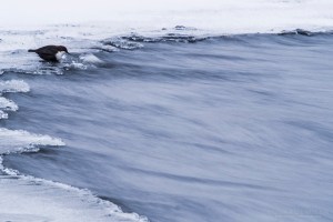 Kitkajoki Myllykoski Tero Hintsa