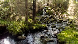 Karhunahas putous Petäjävesi Multia 1.6.2016 Tero Hintsa
