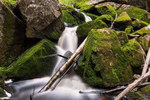 Karhunahas putous Petäjävesi Multia 1.6.2016 Tero Hintsa