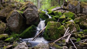 Karhunahas putous Petäjävesi Multia 1.6.2016 Tero Hintsa