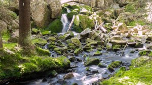 Karhunahas putous Petäjävesi Multia 1.6.2016 Tero Hintsa