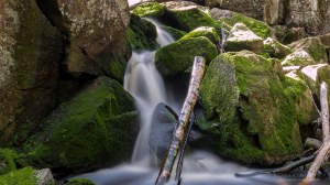 Karhunahas putous Petäjävesi Multia 1.6.2016 Tero Hintsa