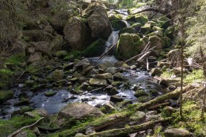 Karhunahas putous Petäjävesi Multia 1.6.2016 Tero Hintsa