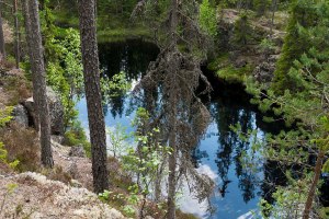 Karhunahas Petäjävesi Multia 1.6.2016 Tero Hintsa