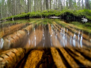 Karhunahas Petäjävesi Multia 1.6.2016 Tero Hintsa