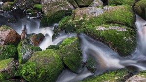 Karhunahas putous Petäjävesi Multia 1.6.2016 Tero Hintsa