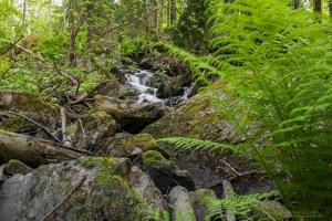 Myllypuron putous Tampere Kalkku Tero Hintsa 11.6.2016