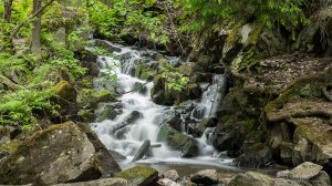 Myllypuron putous Tampere Kalkku Tero Hintsa 11.6.2016
