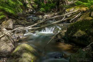 Myllypuron putous Tampere Kalkku Tero Hintsa 11.6.2016