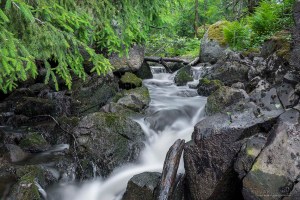 Myllypuron putous Tampere Kalkku Tero Hintsa 11.6.2016