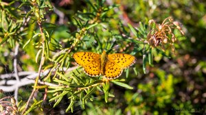 Kauhaneva-Pohjankangas Tero Hintsa Kuvakulmilla