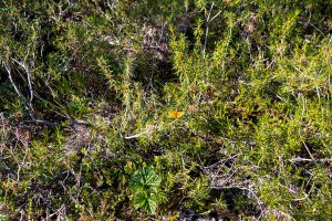 Kauhaneva-Pohjankangas Tero Hintsa Kuvakulmilla