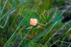 Kauhaneva-Pohjankangas Tero Hintsa Kuvakulmilla