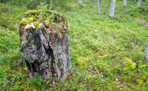 Leivonmäen kansallispuisto Joutsniemi Kuvakulmilla Tero Hintsa