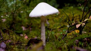 Leivonmäen kansallispuisto Kuvakulmilla Tero Hintsa