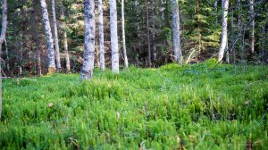 Leivonmäen kansallispuisto Joutsniemi Kuvakulmilla Tero Hintsa