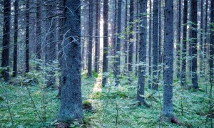 Leivonmäen kansallispuisto Joutsniemi Kuvakulmilla Tero Hintsa