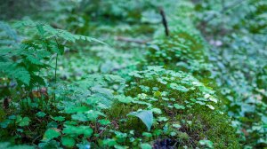 Leivonmäen kansallispuisto Joutsniemi Kuvakulmilla Tero Hintsa