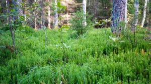 Leivonmäen kansallispuisto Kuvakulmilla Tero Hintsa
