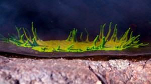 Helvetinjärven kansallispuisto järvisieni Tero Hintsa Kuvakulmilla