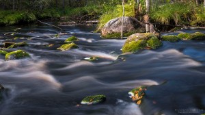 Palsankoski Tero Hintsa Kuvakulmilla