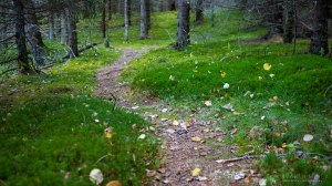 Palsankoski Tero Hintsa Kuvakulmilla