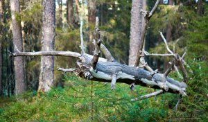 Palsankoski Tero Hintsa Kuvakulmilla