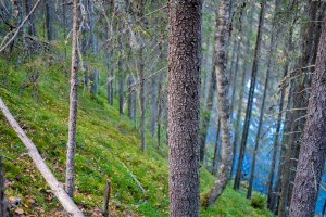 Palsankoski Tero Hintsa Kuvakulmilla