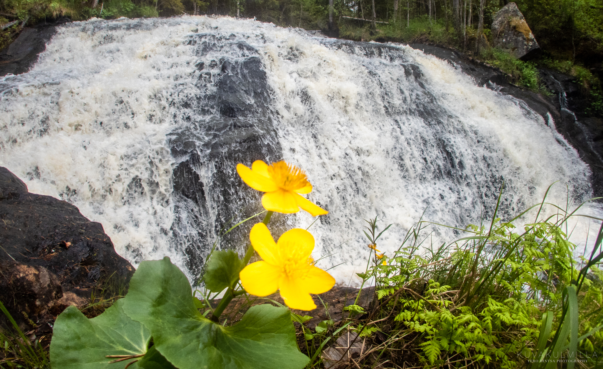 Koivuköngäs kuvakulmilla-1